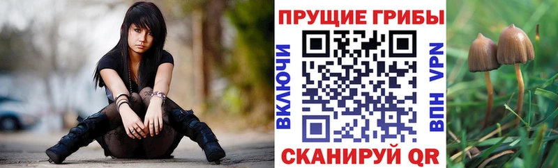 Купить где  Мышкин  Галлюциногенные грибы GOLDEN TEACHER 